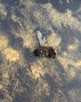 Life-Bringers-Mixed-Media-Painting-Close-Up-Bee